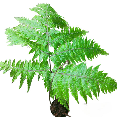 Dryopteris Expansa