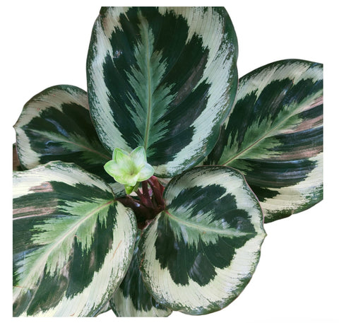Calathea Marion