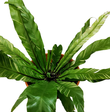 Asplenium Variegated