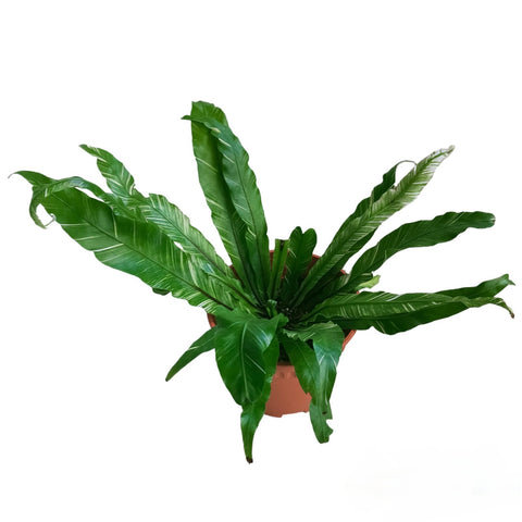Asplenium Variegated
