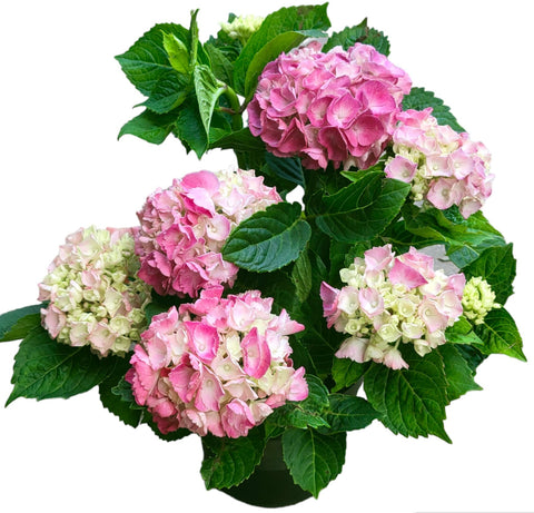 Potted Hydrangea 绣球花