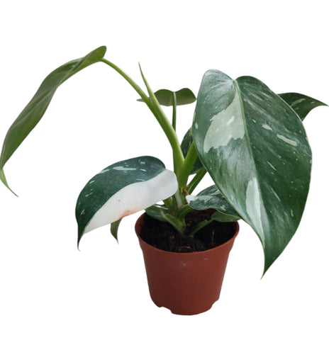 Philodendron White Princess