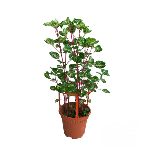 Usagi Plant Support for Pot 15cm dia. (Bundle of 5 pcs)