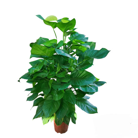 Epipremnum With Plant Support (Money Plant)