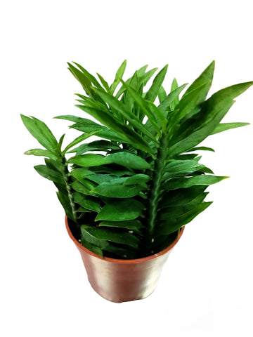 Euphorbia Tithymaloides