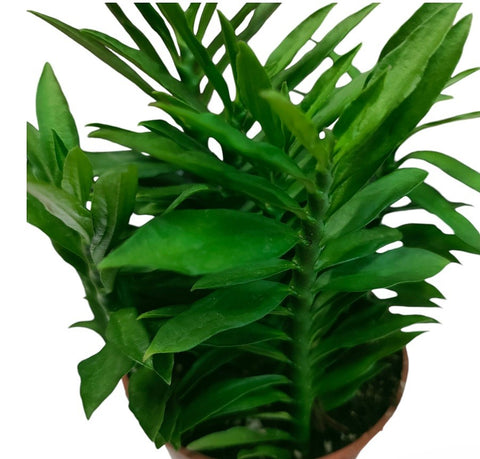 Euphorbia Tithymaloides