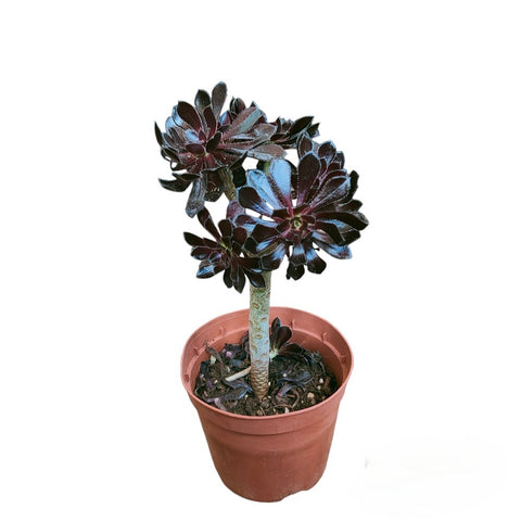 Aeonium