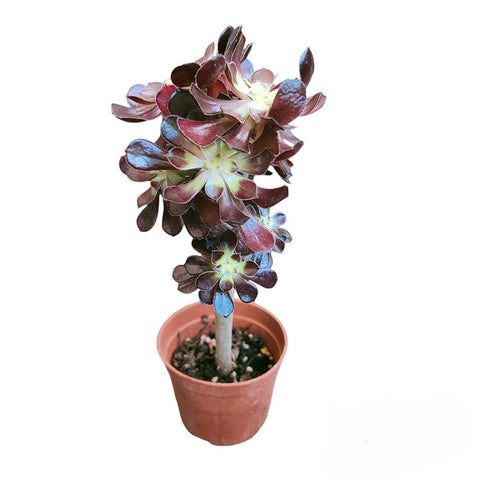 Aeonium
