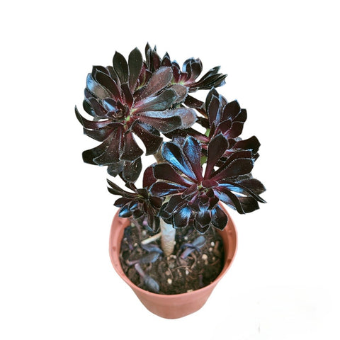 Aeonium