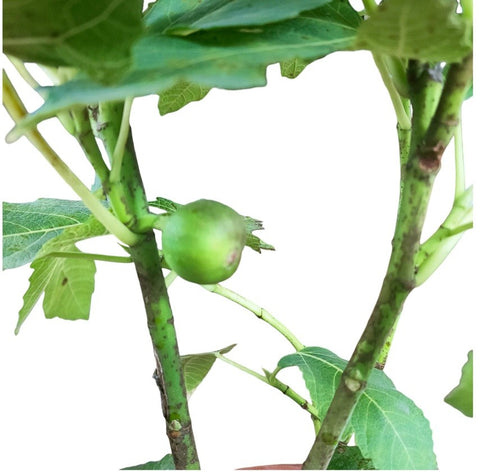 Fig (Ficus Carica)