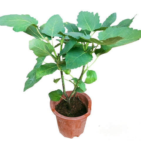 Fig (Ficus Carica)