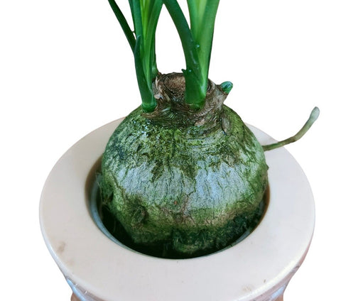 Ponytail Palm (Beaucarnea recurvata)