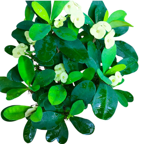 Euphorbia Milii