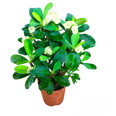 Euphorbia Milii