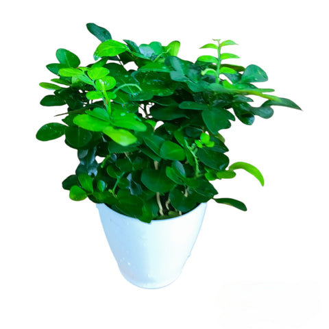 Murraya Paniculata (Orange Jessamine)