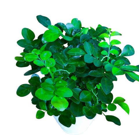 Murraya Paniculata (Orange Jessamine)