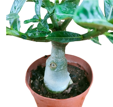 Adenium Obesum 富贵花 (Desert Rose)