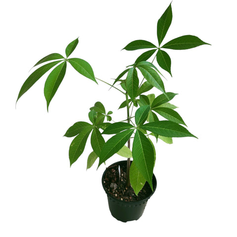 Ceiba Speciosa (Japan)