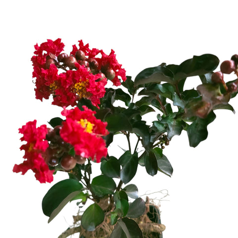 Lagerstroemia Bonsai (Crepe Myrtle)