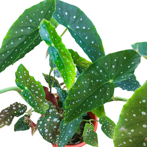 Begonia Maculata (Polka Dot Begonia)