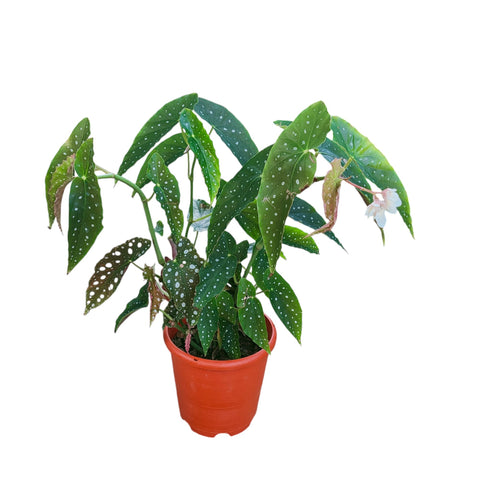 Begonia Maculata (Polka Dot Begonia)