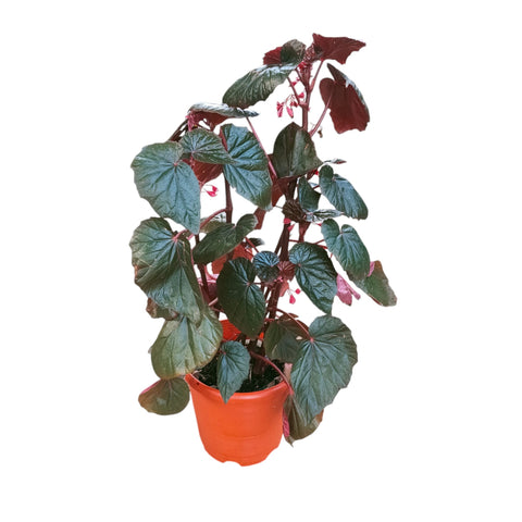 Begonia Burning Bush