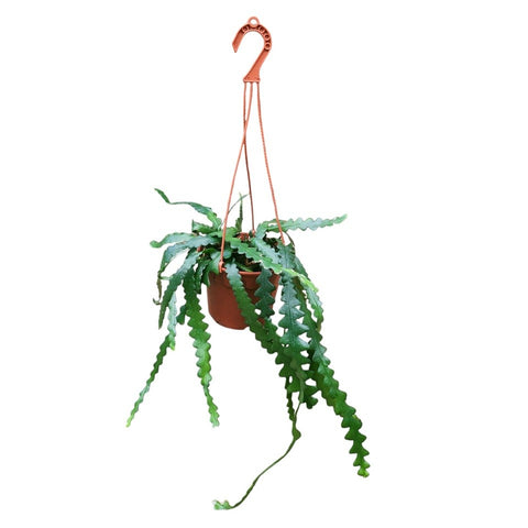 Fishbone Cactus (Disocactus Anguliger)