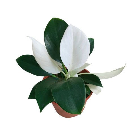 Philodendron White Congo