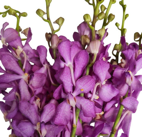 FreshCut Orchids