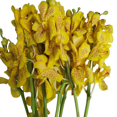 FreshCut Orchids
