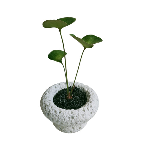 Zamia Furfuracea (Cardboard Palm)