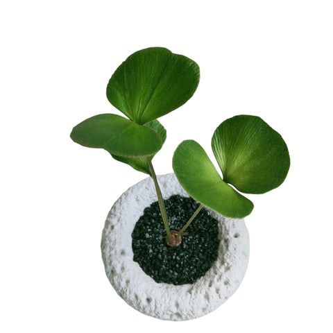 Zamia Furfuracea (Cardboard Palm)