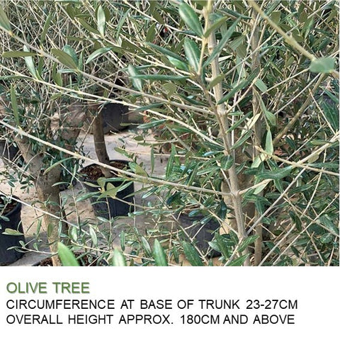 Mature Olive Tree (Olea Europaea)