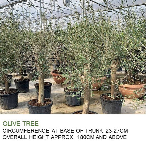 Mature Olive Tree (Olea Europaea)