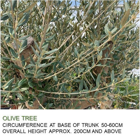 Mature Olive Tree (Olea Europaea)