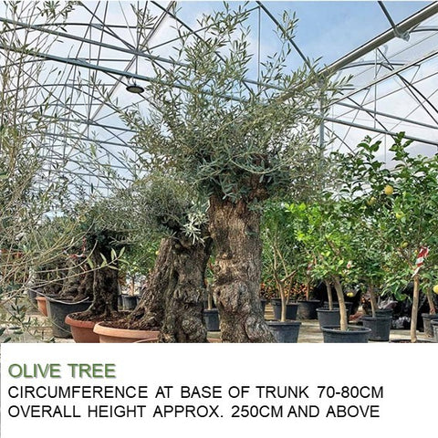 Mature Olive Tree (Olea Europaea)