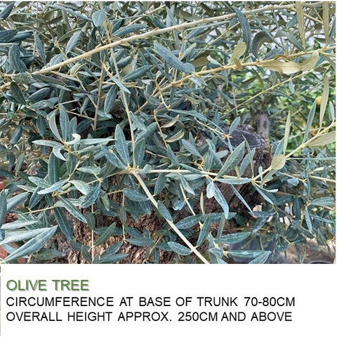 Mature Olive Tree (Olea Europaea)