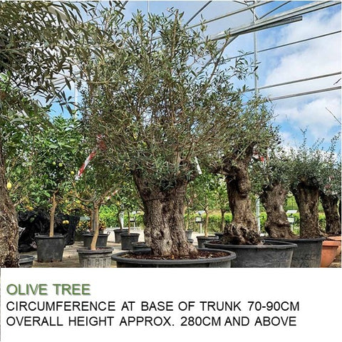 Mature Olive Tree (Olea Europaea)