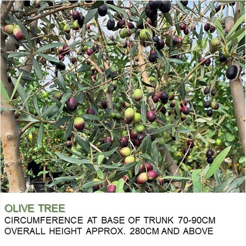 Mature Olive Tree (Olea Europaea)