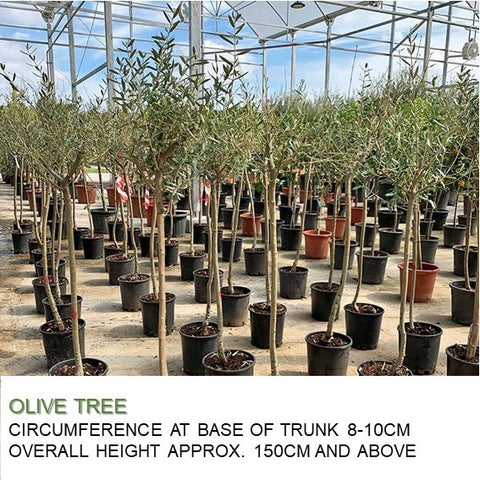 Mature Olive Tree (Olea Europaea)