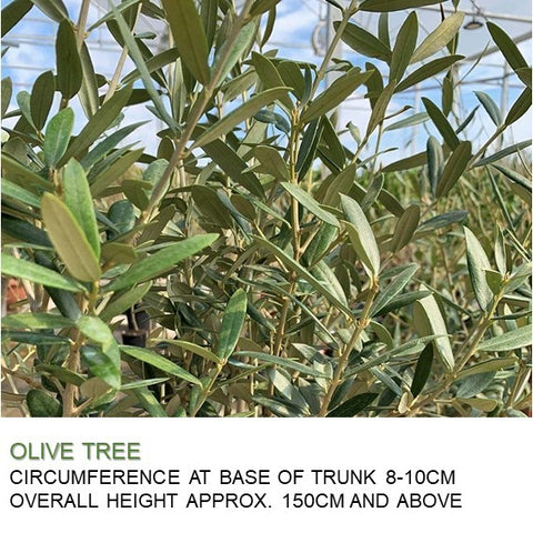 Mature Olive Tree (Olea Europaea)