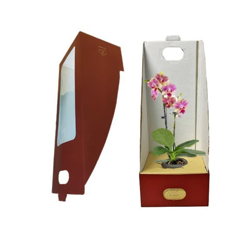 Phalaenopsis Orchid Gift Box (BOX only)