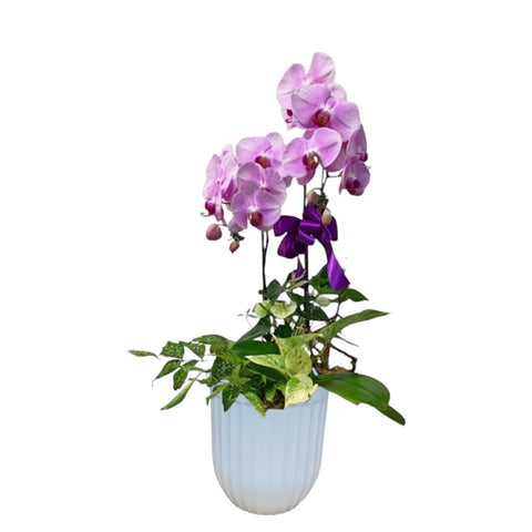 Phalaenopsis Orchid Centerpiece (3593)