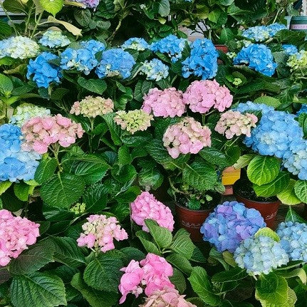 Potted Hydrangea 绣球花