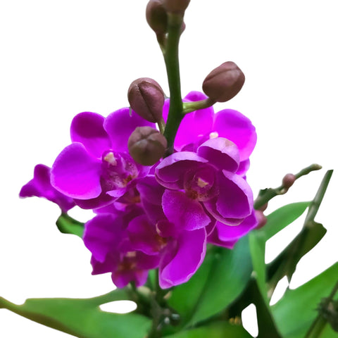 Phalaenopsis orchid CNY 2025 Special