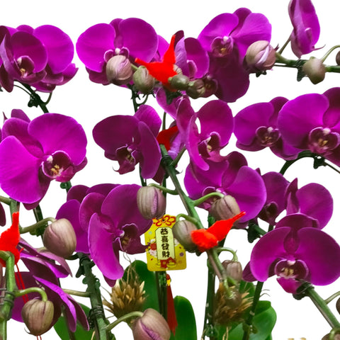 Phalaenopsis orchid CNY 2025 Special