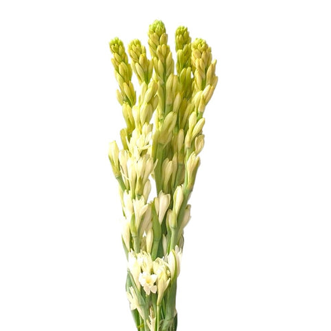 Freshcut Tuberose