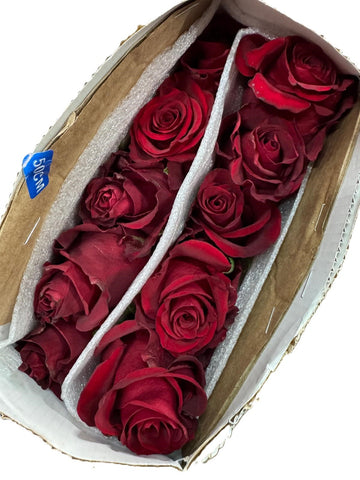 FreshCut Rose (Kenya / Vietnam)