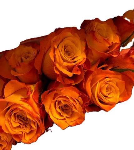 FreshCut Rose (Kenya / Vietnam)
