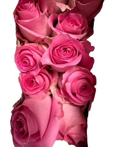 FreshCut Rose (Kenya / Vietnam)
